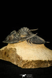 30291 - Top Quality 2.41 Inch  Zlichovaspis rugosa Lower Devonian Trilobite