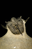 30296 - Top Well Prepared "Flying" 1.23 Inch Cyphaspis (Otarion) cf. boutscharafinense Devonian Trilobite
