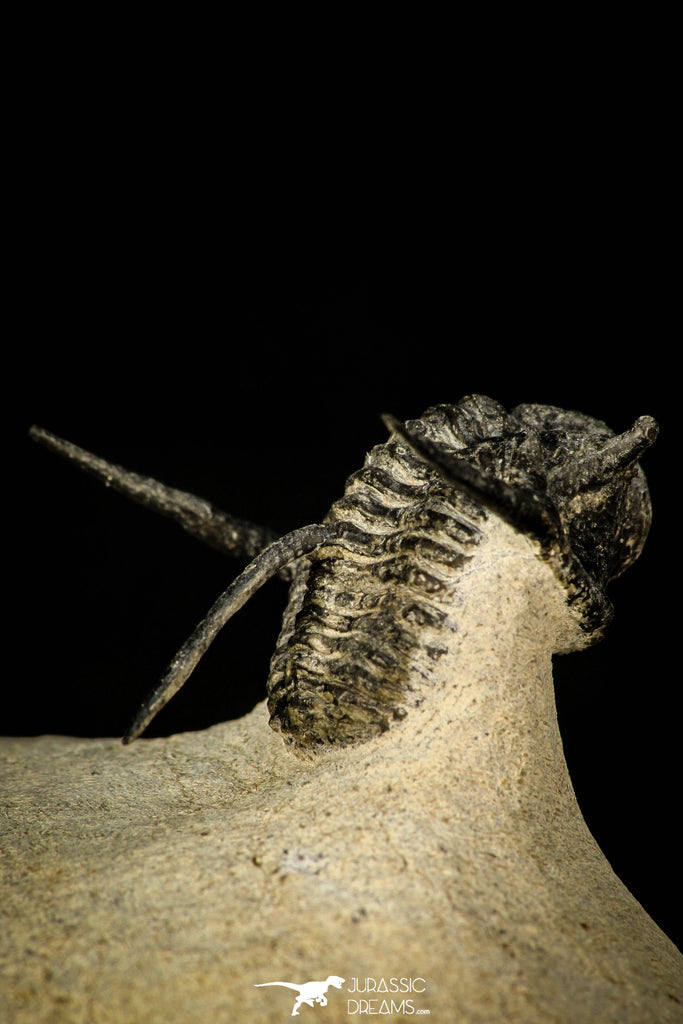 30296 - Top Well Prepared "Flying" 1.23 Inch Cyphaspis (Otarion) cf. boutscharafinense Devonian Trilobite