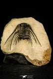 30299 - Outstanding 2.15 Inch Kettneraspis prescheri (Long Occipital Horn) Lower Devonian Trilobite