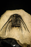 30299 - Outstanding 2.15 Inch Kettneraspis prescheri (Long Occipital Horn) Lower Devonian Trilobite