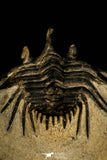 30299 - Outstanding 2.15 Inch Kettneraspis prescheri (Long Occipital Horn) Lower Devonian Trilobite