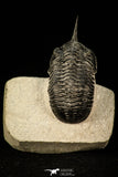 30300 - Well Prepared "Flying" 2.59 Inch Morocconites malladoides Middle Devonian Trilobite