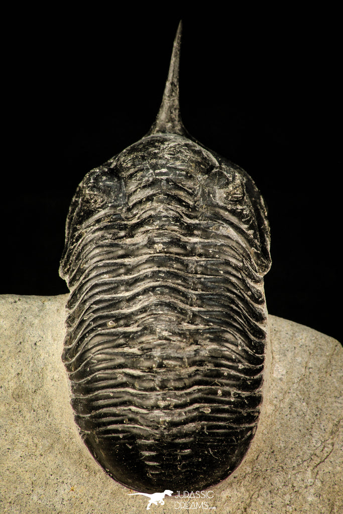 30300 - Well Prepared "Flying" 2.59 Inch Morocconites malladoides Middle Devonian Trilobite