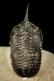 30300 - Well Prepared "Flying" 2.59 Inch Morocconites malladoides Middle Devonian Trilobite
