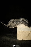 30300 - Well Prepared "Flying" 2.59 Inch Morocconites malladoides Middle Devonian Trilobite