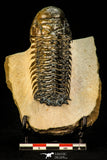 30301 - Gorgeous 3.05 Inch Crotalocephalina (Crotalocephalus) gibbus Lower Devonian Trilobite