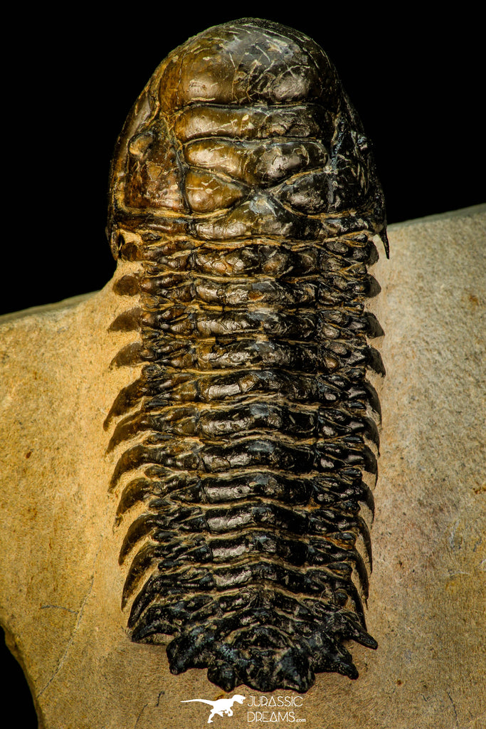 30301 - Gorgeous 3.05 Inch Crotalocephalina (Crotalocephalus) gibbus Lower Devonian Trilobite