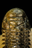 30301 - Gorgeous 3.05 Inch Crotalocephalina (Crotalocephalus) gibbus Lower Devonian Trilobite