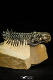 30301 - Gorgeous 3.05 Inch Crotalocephalina (Crotalocephalus) gibbus Lower Devonian Trilobite