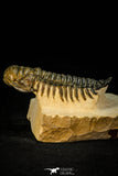 30301 - Gorgeous 3.05 Inch Crotalocephalina (Crotalocephalus) gibbus Lower Devonian Trilobite
