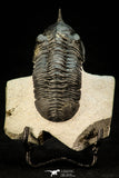 30302 - Well Prepared "Flying" 2.81 Inch Morocconites malladoides Middle Devonian Trilobite