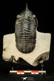 30302 - Well Prepared "Flying" 2.81 Inch Morocconites malladoides Middle Devonian Trilobite