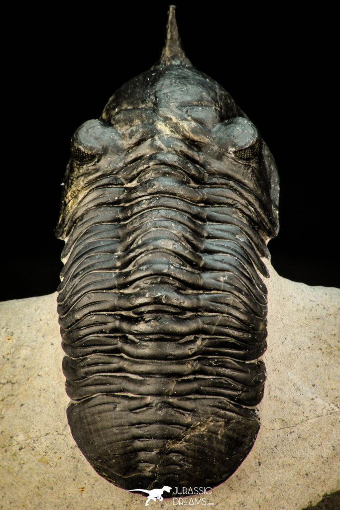 30302 - Well Prepared "Flying" 2.81 Inch Morocconites malladoides Middle Devonian Trilobite