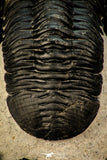 30302 - Well Prepared "Flying" 2.81 Inch Morocconites malladoides Middle Devonian Trilobite