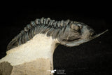 30302 - Well Prepared "Flying" 2.81 Inch Morocconites malladoides Middle Devonian Trilobite