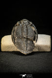 30305 - Top Quality 3.74 Inch Zlichovaspis rugosa Lower Devonian Trilobite