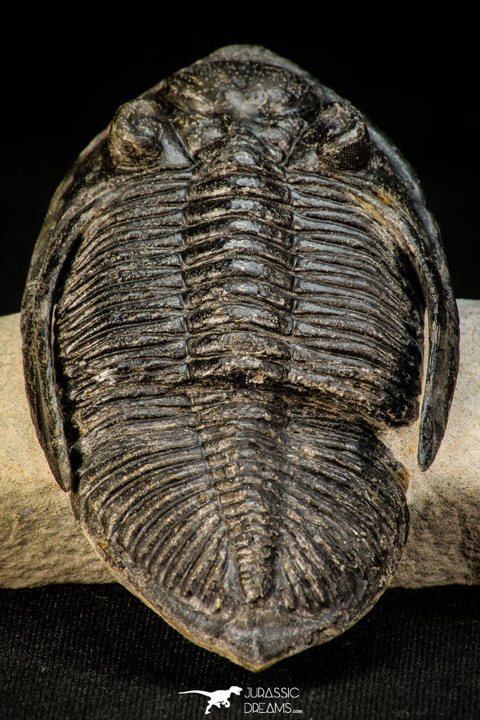 30305 - Top Quality 3.74 Inch Zlichovaspis rugosa Lower Devonian Trilobite