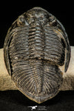 30305 - Top Quality 3.74 Inch Zlichovaspis rugosa Lower Devonian Trilobite