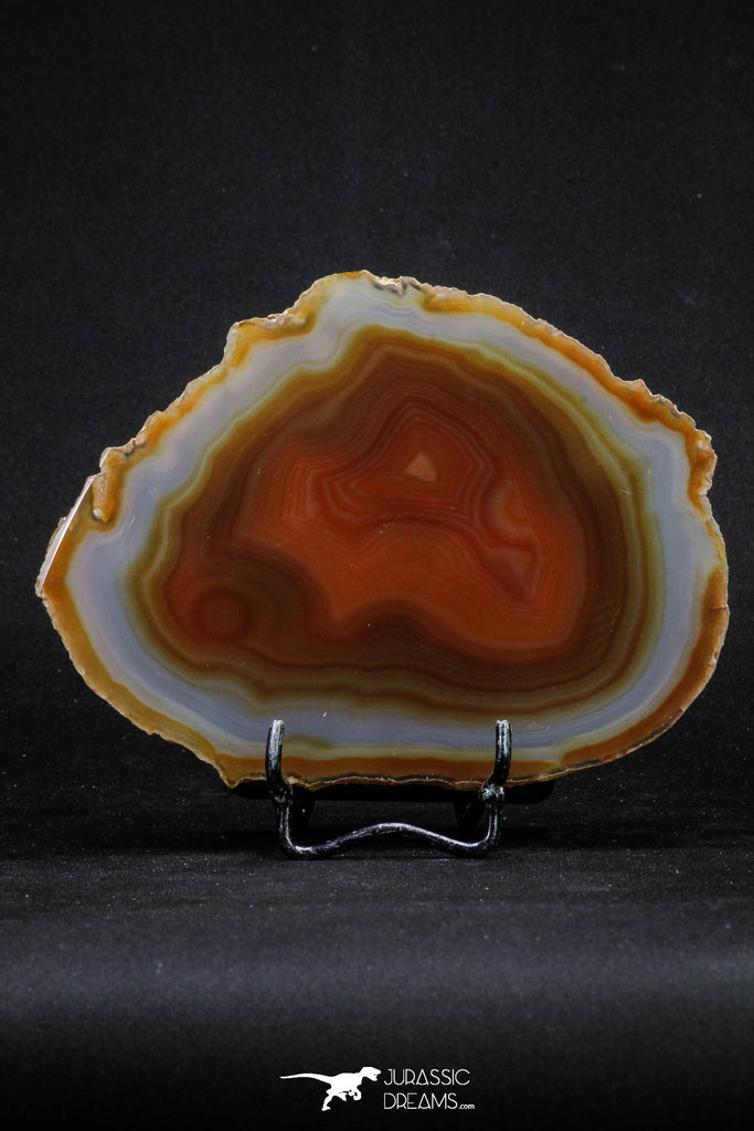 20389 -  Extremely Beautiful 5.36 Inch Brazilian Agate Slice (Chalcedony Geode Section)