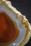 20389 -  Extremely Beautiful 5.36 Inch Brazilian Agate Slice (Chalcedony Geode Section)