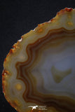 20390 -  Extremely Beautiful 5.31 Inch Brazilian Agate Slice (Chalcedony Geode Section)