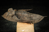 30308 - Top Quality 2.57 Inch Zlichovaspis rugosa Lower Devonian Trilobite