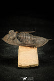 30308 - Top Quality 2.57 Inch Zlichovaspis rugosa Lower Devonian Trilobite
