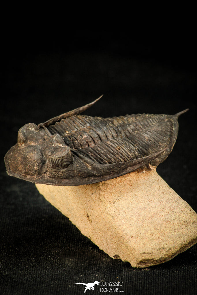 30308 - Top Quality 2.57 Inch Zlichovaspis rugosa Lower Devonian Trilobite