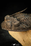30308 - Top Quality 2.57 Inch Zlichovaspis rugosa Lower Devonian Trilobite