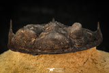30308 - Top Quality 2.57 Inch Zlichovaspis rugosa Lower Devonian Trilobite