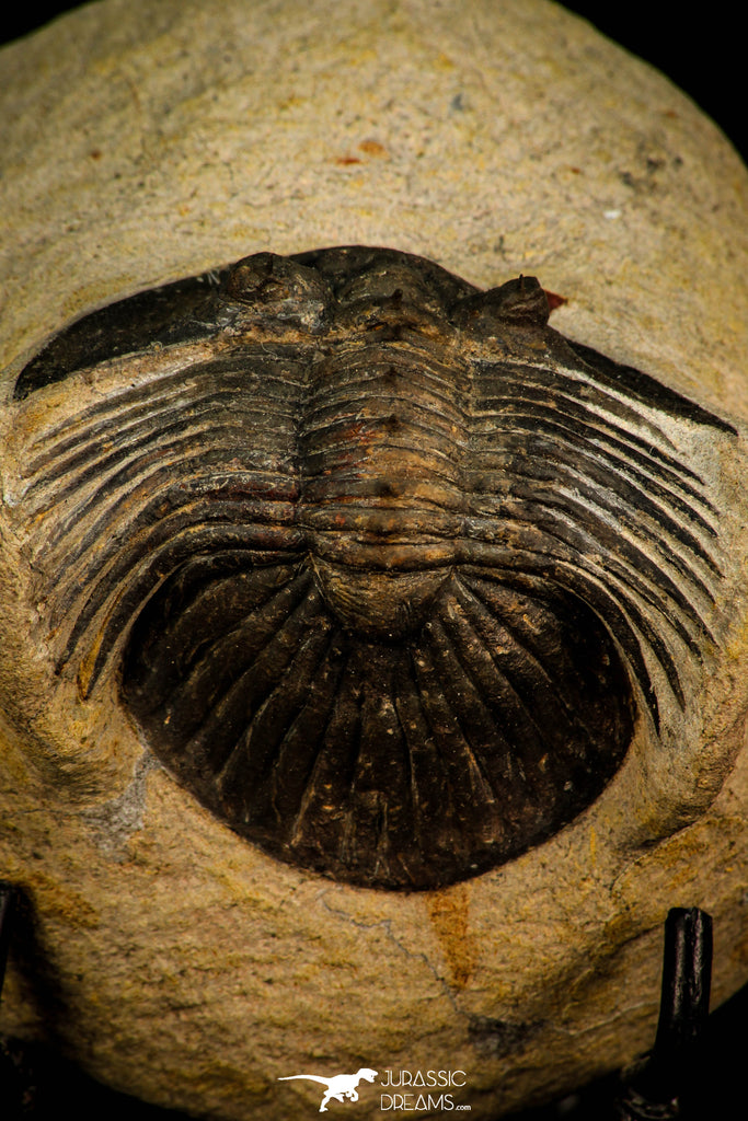 30311 - Top Quality 1.63 Inch Scabriscutellum sp Middle Devonian Trilobite