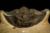 30311 - Top Quality 1.63 Inch Scabriscutellum sp Middle Devonian Trilobite