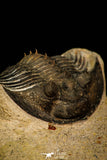 30311 - Top Quality 1.63 Inch Scabriscutellum sp Middle Devonian Trilobite