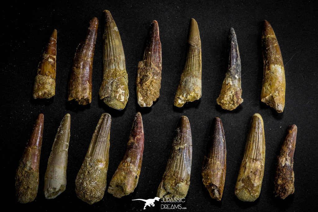 21633 - Great Collection of 15 Spinosaurus Dinosaur Teeth Cretaceous KemKem Beds