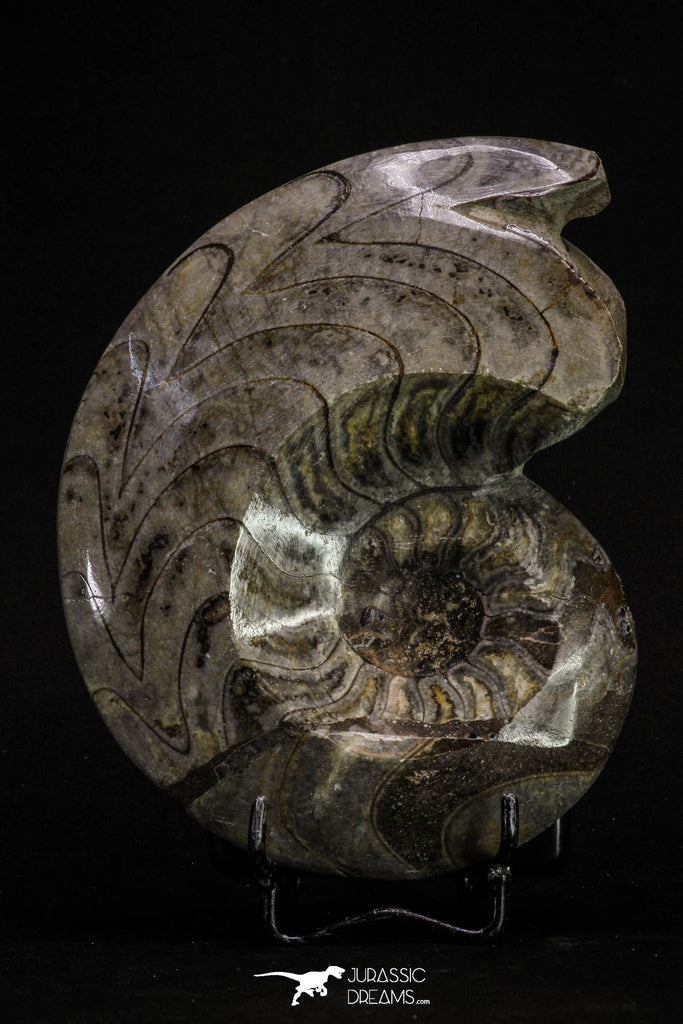 20396 - Great Huge 5.51 Inch Polished Goniatites Devonian Cephalopod