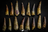 21633 - Great Collection of 15 Spinosaurus Dinosaur Teeth Cretaceous KemKem Beds