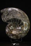 20396 - Great Huge 5.51 Inch Polished Goniatites Devonian Cephalopod