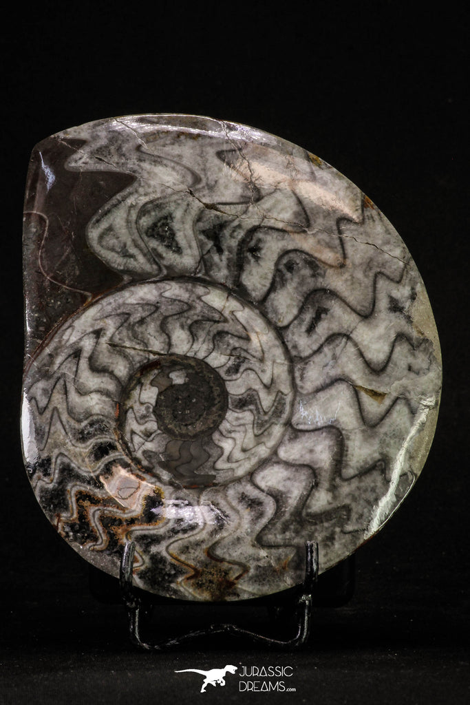 20397 - Great Huge 4.95 Inch Polished Goniatites Devonian Cephalopod