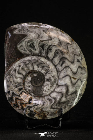 20397 - Great Huge 4.95 Inch Polished Goniatites Devonian Cephalopod