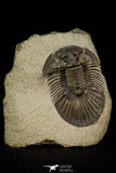 30313 - Top Quality 1.59 Inch Scabriscutellum sp Middle Devonian Trilobite