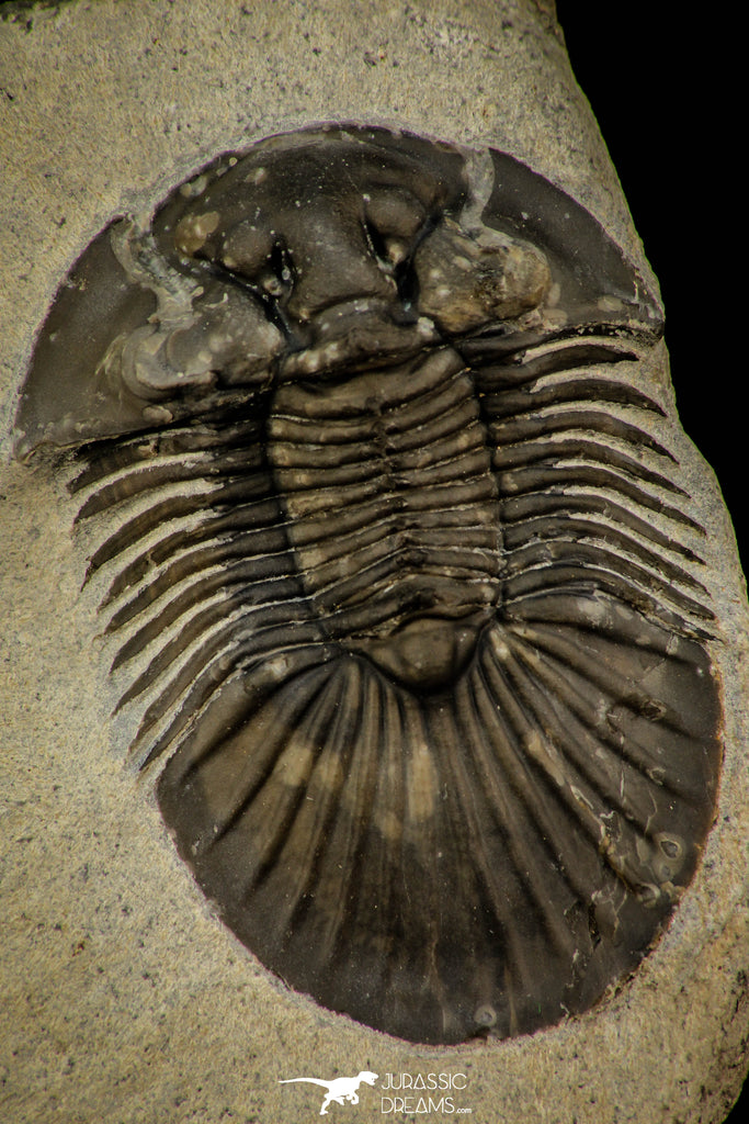 30313 - Top Quality 1.59 Inch Scabriscutellum sp Middle Devonian Trilobite