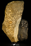 30314 - Beautiful 1.68 Inch Crotalocephalina (Crotalocephalus) gibbus Lower Devonian Trilobite