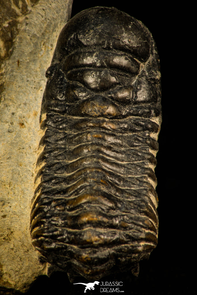 30314 - Beautiful 1.68 Inch Crotalocephalina (Crotalocephalus) gibbus Lower Devonian Trilobite