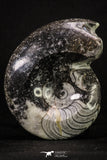 20400 - Great Huge 1.83 Inch Polished Goniatites Devonian Cephalopod