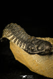 30314 - Beautiful 1.68 Inch Crotalocephalina (Crotalocephalus) gibbus Lower Devonian Trilobite