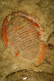 30485 - Beautiful 1.44 Inch Asaphellus fezouatensis Positive/Negative Lower Ordovician Trilobite Fezouata Fm