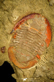 30485 - Beautiful 1.44 Inch Asaphellus fezouatensis Positive/Negative Lower Ordovician Trilobite Fezouata Fm