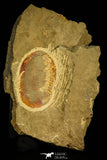 30486 - Well Preserved 2.41 Inch Asaphellus fezouatensis Lower Ordovician Trilobite Fezouata Fm