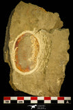 30486 - Well Preserved 2.41 Inch Asaphellus fezouatensis Lower Ordovician Trilobite Fezouata Fm